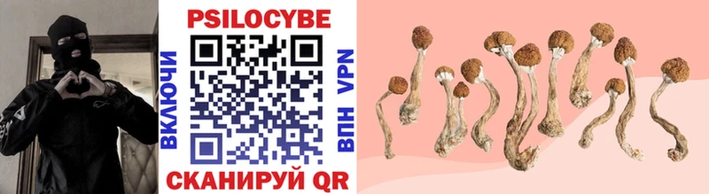 Галлюциногенные грибы Psilocybe  Павловская 
